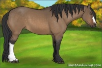 Horse Color:Bay Dun 