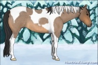 Horse Color:Buckskin Roan Tobiano