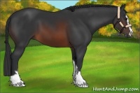 Horse Color:Brown Sabino