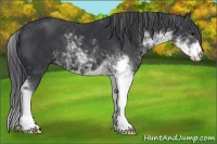 Horse Color:Black Sabino
