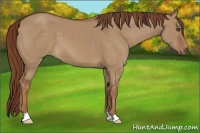 Horse Color:Red Dun 