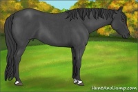 Horse Color:Smoky Blue Roan
