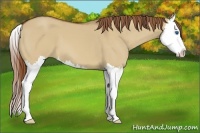 Horse Color:Red Dun Splash
