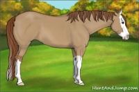 Horse Color:Red Dun Sabino Splash