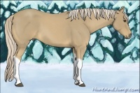 Horse Color:Palomino Roan Tobiano