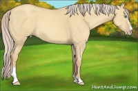 Horse Color:Gold Cream Champagne Dun Sabino 