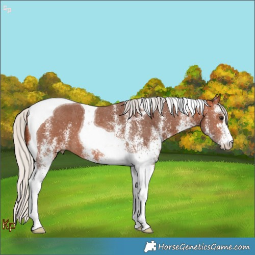 Horse Color:White Spotted Silver Bay Tobiano 