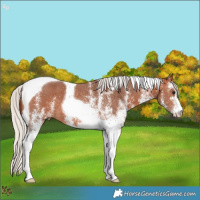 Horse Color:White Spotted Silver Bay Tobiano 