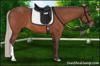 Horse Color:Silver Bay 