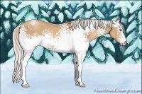 Horse Color:White Spotted Silver Classic Champagne