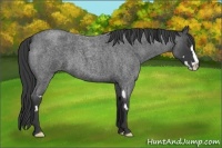 Horse Color:Blue Roan Splash Frame 