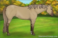 Horse Color:Liver Red Dun 