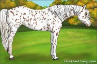Horse Color:Chestnut Appaloosa