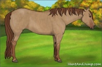 Horse Color:Red Dun  Brindle