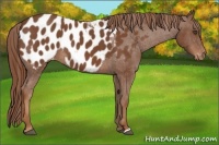 Horse Color:Chestnut Appaloosa 