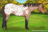 Horse Color:Bay Roan Appaloosa 