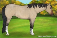 Horse Color:Bay Roan Dun 