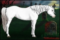 Horse Color:Blue Roan Appaloosa  Brindle