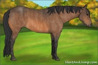 Horse Color:Buckskin Roan Brindle