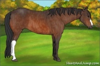 Horse Color:Bay  Brindle