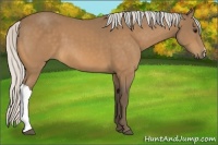 Horse Color:Unknown 