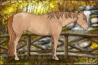 Horse Color:Gold Champagne Rabicano Brindle