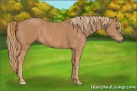 Horse Color:Chestnut Brindle