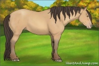 Horse Color:Amber Champagne Rabicano 