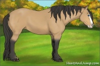 Horse Color:Buckskin Splash 