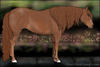 Horse Color:Chestnut  Brindle