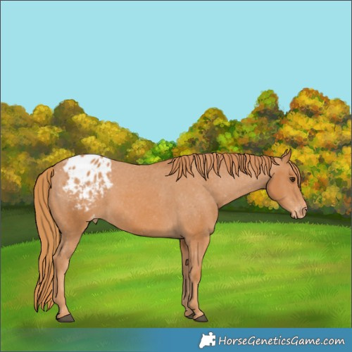 Horse Color:Chestnut Appaloosa  Brindle