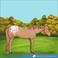 Horse Color:Chestnut Appaloosa Brindle