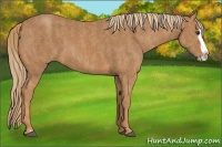Horse Color:Red Roan Splash  Brindle