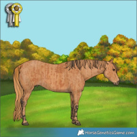 Horse Color:Bay  Brindle