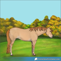 Horse Color:Red Dun  Brindle