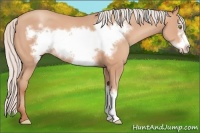 Horse Color:Silver Amber Champagne Frame
