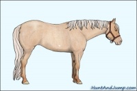 Horse Color:Silver Amber Champagne Roan Frame 