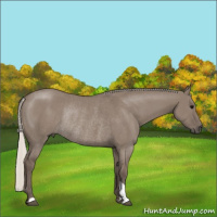 Horse Color:Silver Grullo Rabicano