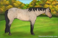 Horse Color:Buckskin Roan Dun