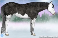 Horse Color:Grullo Ice Splash 