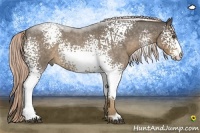 Horse Color:White Spotted Chocolate Palomino Roan 