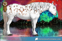 Horse Color:White Spotted Brown Splash Appaloosa 