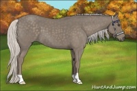 Horse Color:Silver Smoky Blue Roan