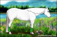 Horse Color:Blue Roan Tobiano Appaloosa 