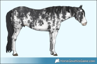 Horse Color:Black Sabino 