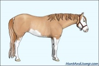 Horse Color:Gold Champagne Sabino Splash Rabicano 