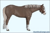 Horse Color:Silver Black Sabino Splash