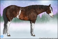 Horse Color:White Spotted Bay Ice Splash 