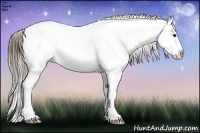 Horse Color:Buckskin Ice Appaloosa 