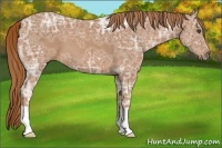Horse Color:Chestnut Ice 